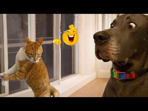 Funniest Animal Videos 😂 When Pets Do the Silliest Things 😹