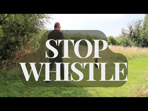 Dog Safety: Teach the Stop Whistle in Seconds!