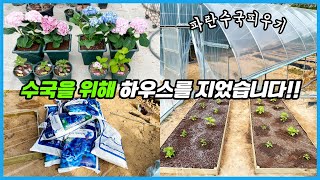 수국 꽃을 파랗게 만드는 흙!! 파란수국 만들기 실험!!