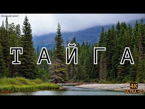 Тайга: Сердце планеты. Хрупкое равновесие. | ПЕРЕЗАЛИВ | Документальный фильм о дикой природе |