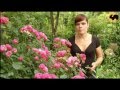 Розовые Розы ! Серия 27 \pink Roses 