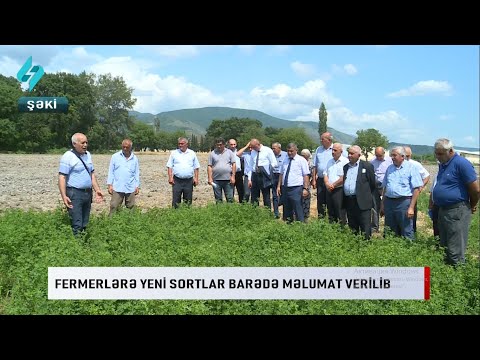 Fermerlərə yeni sortlar barədə məlumat verilib