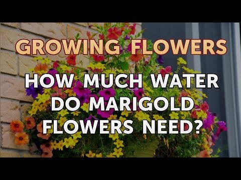 How to Grow Lantana From Saved Seeds