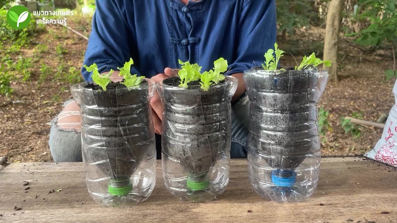 ปลูกผักในขวดน้ำ #ปลูกผัก #ปลูกผักในขวด