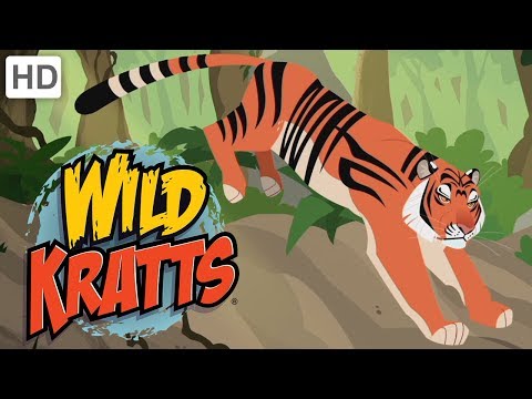 Wild Kratts - Explore India! | Kids Videos