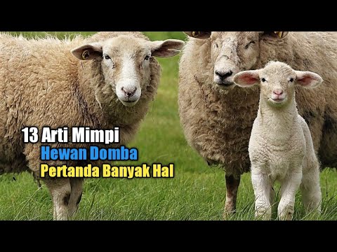 13 Arti Mimpi Hewan Domba Pertanda Banyak Hal