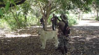 preview picture of video 'Passeggiata con i leoni al Casela National Park'