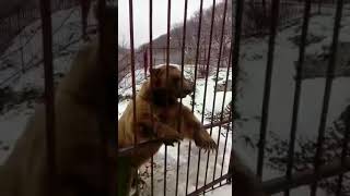 Приколы про животных