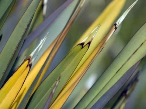 Tz. Dobrev - Bulgarian preludes and fugues - Borislava Taneva - piano 1/2