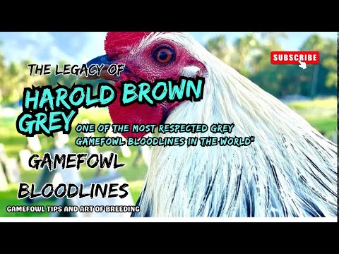 "Harold Brown Grey: The Legacy of One of the Most Respected Grey Gamefowl Bloodlines in the World"