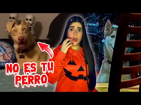 That's NOT your dog, it's HAPPY DOG, a SKINWALKER😨☠️ | Ani Cat😻