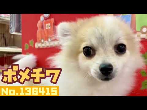 No.136415 ハーフ犬　♂
