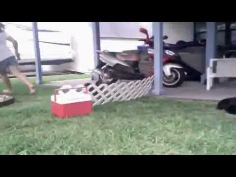 Snickers The Agility Wiener Dog