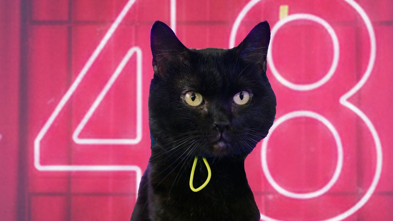 【MV full】 恋するフォーチュンクッキー / AKB48 【にゃんこが歌ってみた】