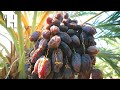 Modern Dates Palm Agriculture Technology - Dates Palm Harvesting & Processing in Factory