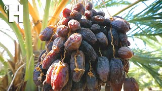 Modern Dates Palm Agriculture Technology - Dates Palm Harvesting & Processing in Factory