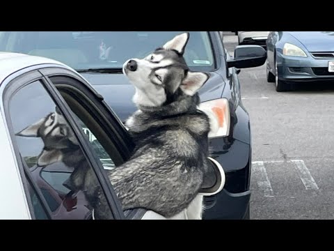 Husky la reine du drame - animaux drôles 2023