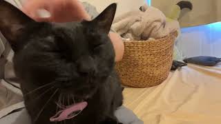 黒猫と朝