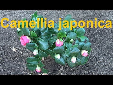 Camellia japonica Camellia care overwintering location watering fertilizing pruning propagating C...