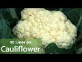 Cauliflower 10 Lines On Cauliflower TeachMeYT