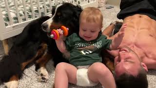 Bernese Mountain Wrestles With  Baby