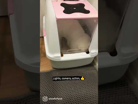 Light, Camera, Action