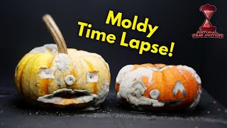Watch Moldy Halloween Pumpkins Rot Time-Lapse Photography 4K