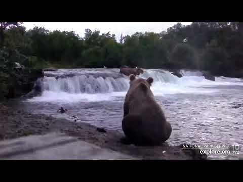 8/7/2022 AM 910's cub is applying for BFL Cam Tech. Hey it looks better, your hired! Explore.org