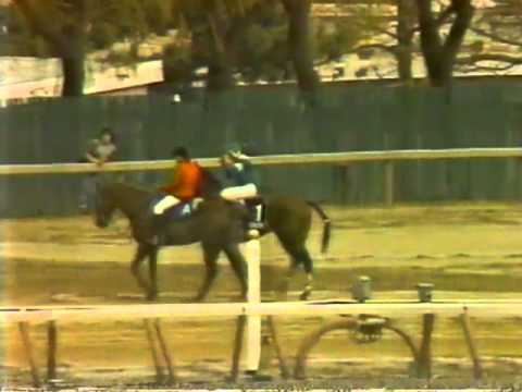 1987 Wood Memorial - Gulch