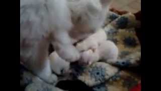 preview picture of video 'Sono appena nati 5 gattini in Pugliano di Teano (CE)'