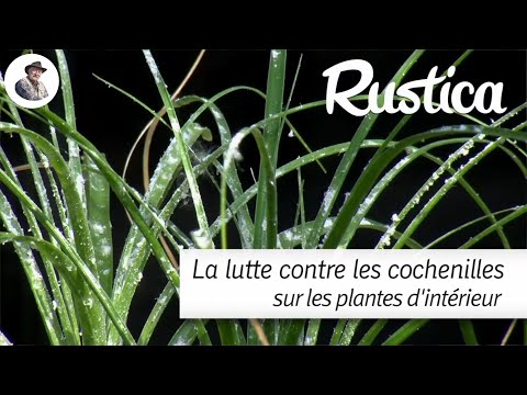 , title : 'Lutter contre les cochenilles farineuses sur les plantes d'intérieur'