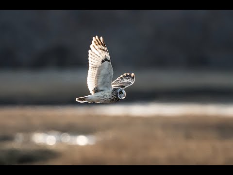Short-eared Owl Flights | Sony A9 | 4K