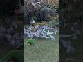 Winter Morning Wildlife