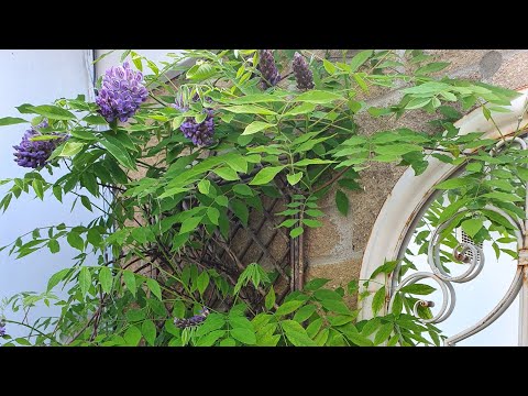 , title : 'Growing Wisteria in a pot'