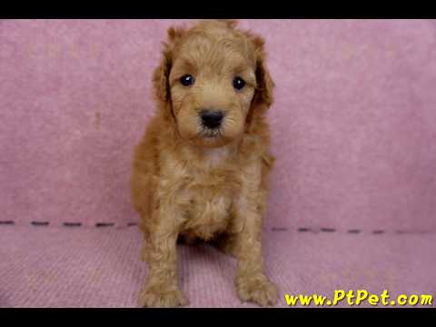 02/11紅貴賓母幼犬(桃園市 )