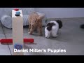 Miniature Poodle dogs for sale: Buddy - Video 1