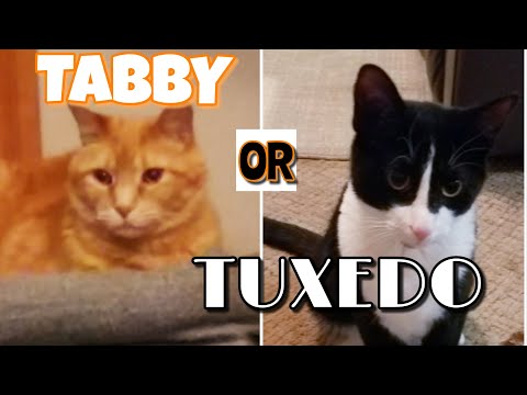 A TUXEDO AND A TABBY | TUXEDO CATS | ORANGE TABBY CATS | DOTTIE AND TOBY | MEET THE (NOT) DOGS