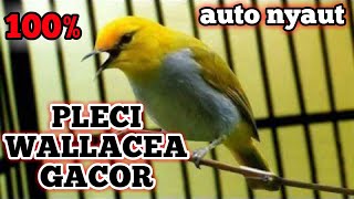 Download lagu BURUNG PLECI WALLACEA GACOR mp3