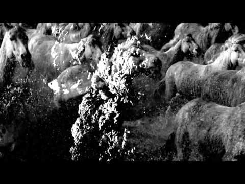 Neugeborene Nachtmusik -  Horse