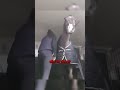 Ce Cheval Est Un Obsédé ️