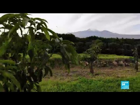 download lagu mp3 mp4 What Fruit Grows In Italy, download lagu What Fruit Grows In Italy gratis, unduh video klip What Fruit Grows In Italy