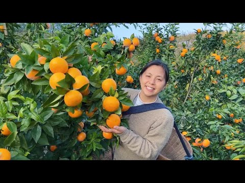 越南媳妇网上卖沃柑，没想到3天卖了1000单，看看挣了多少钱