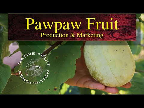, title : 'Pawpaw Fruit • Production & Marketing'