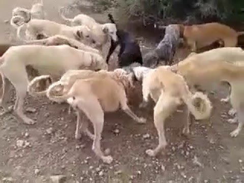 Dogs attacking Fox