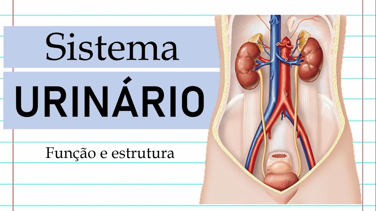 1# Sistema Urinário - Função e Estrutura