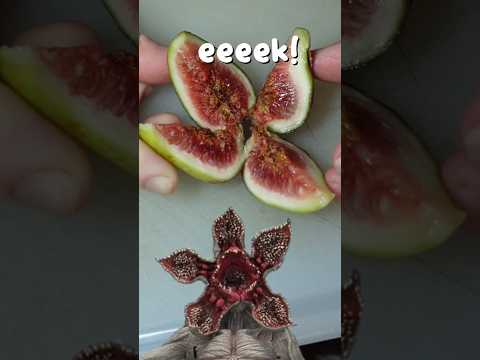 Easiest Way to Slice Figs #shorts #cooking