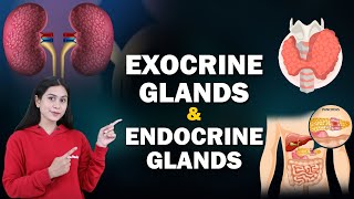 Endocrine System and Adolescence | Exocrine Glands & Endocrine Glands | Home Revise