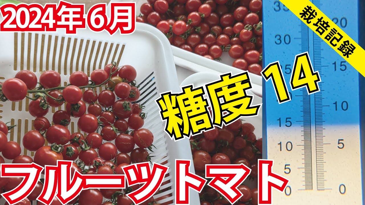 【最高糖度14】小量多潅水でフルーツトマトを育てる【2024年6月】