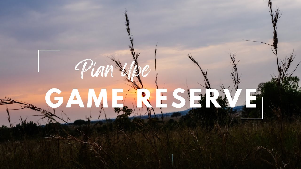 Embark on an Unforgettable Ugandan Safari: Pian Upe Game Reserve Excursions!