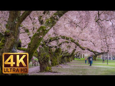 4K Relax Video - 2 HRS Cherry Blossom at the University of Washington on a Rainy Day - 2017 Part 2